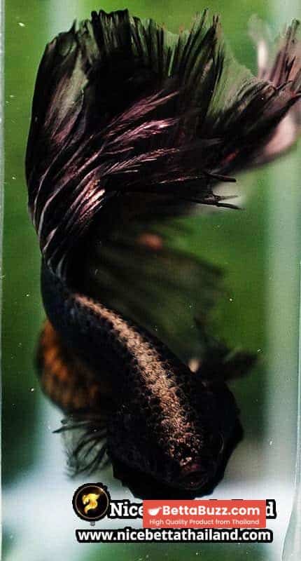 Betta Fish Copper Black Copper Mustard Gas OHM - Image 9