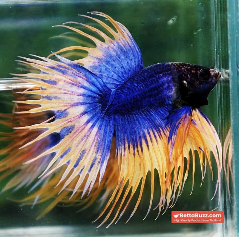 Betta fish CT Grizzle Mustard Blue Dot tail - Image 2