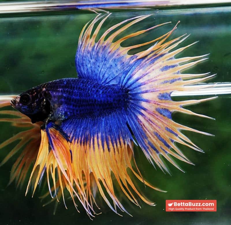 Betta fish CT Grizzle Mustard Blue Dot tail - Image 3