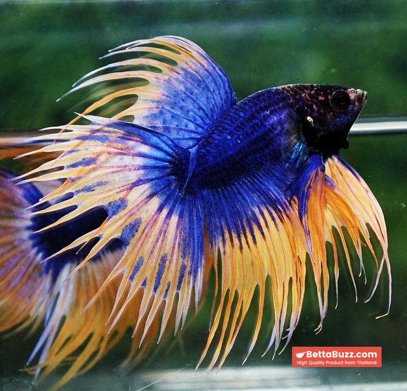 Betta fish CT Grizzle Mustard Blue Dot tail - Image 4