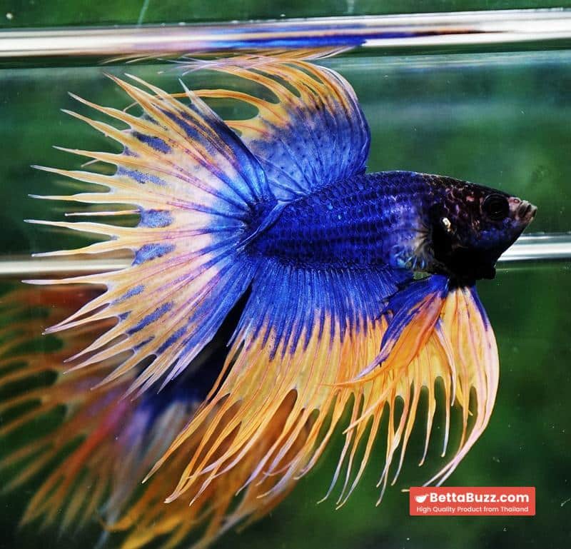 Betta fish CT Grizzle Mustard Blue Dot tail - Image 5