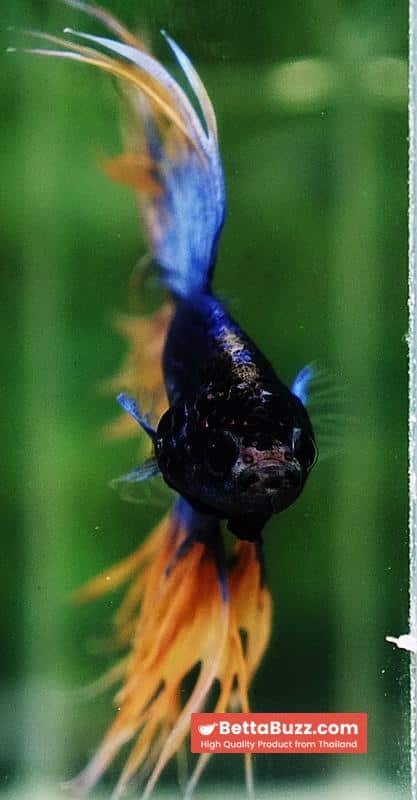Betta fish CT Grizzle Mustard Blue Dot tail - Image 6