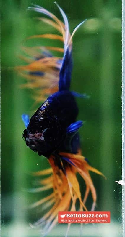 Betta fish CT Grizzle Mustard Blue Dot tail - Image 7