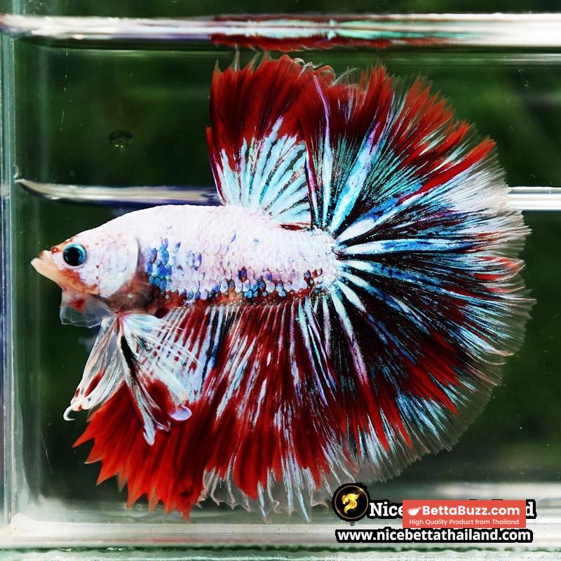 Betta fish King Fancy Red Thunder Hawk OHM - Image 6