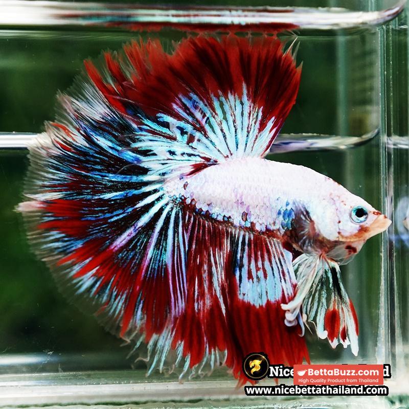 Betta fish King Fancy Red Thunder Hawk OHM - Image 3