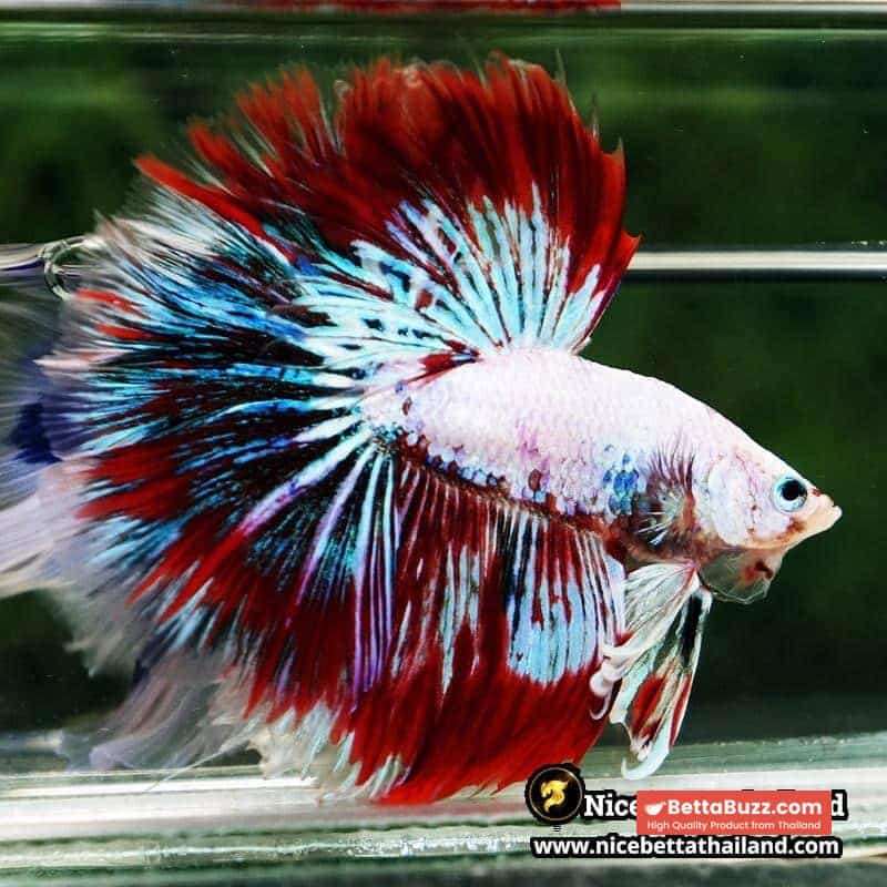 Betta fish King Fancy Red Thunder Hawk OHM - Image 7