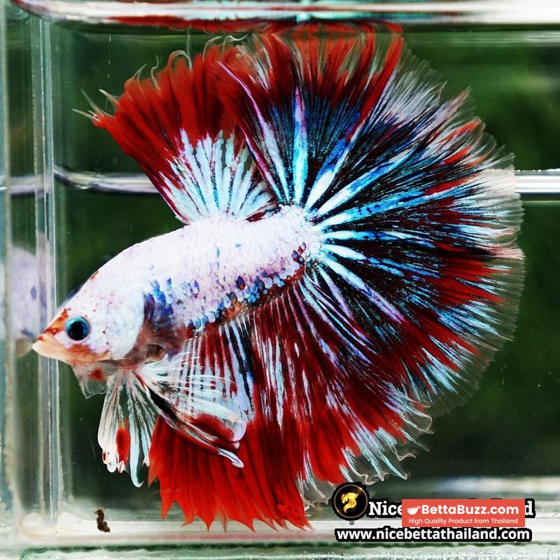 Betta fish King Fancy Red Thunder Hawk OHM - Image 4