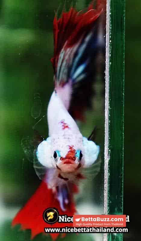 Betta fish King Fancy Red Thunder Hawk OHM - Image 8
