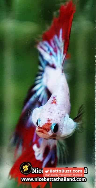 Betta fish King Fancy Red Thunder Hawk OHM - Image 9