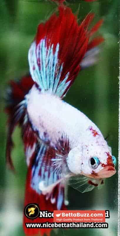 Betta fish King Fancy Red Thunder Hawk OHM - Image 10