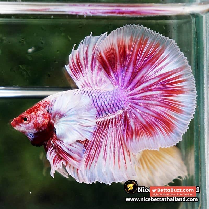 Betta Fish Pink Salamander Dumbo OHM (Comp Grade) - Image 4