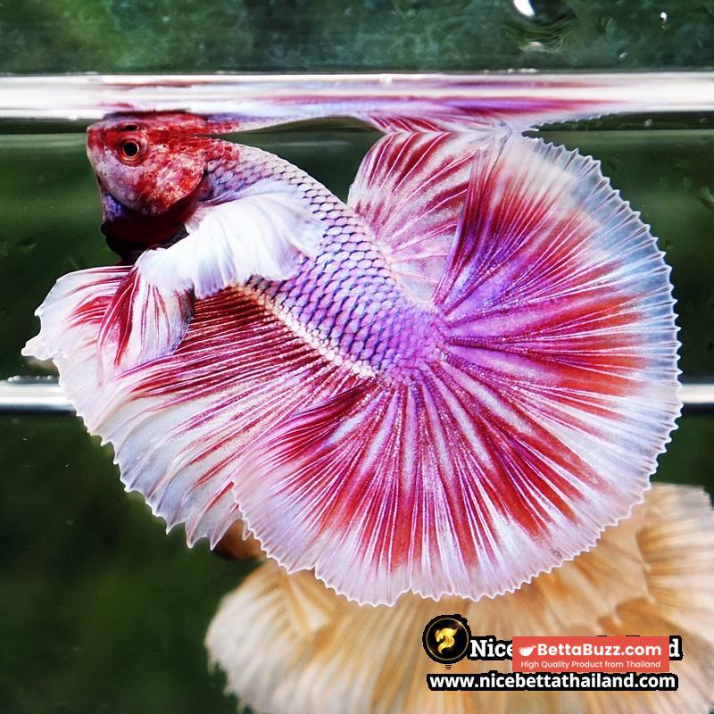 Betta Fish Pink Salamander Dumbo OHM (Comp Grade) - Image 7