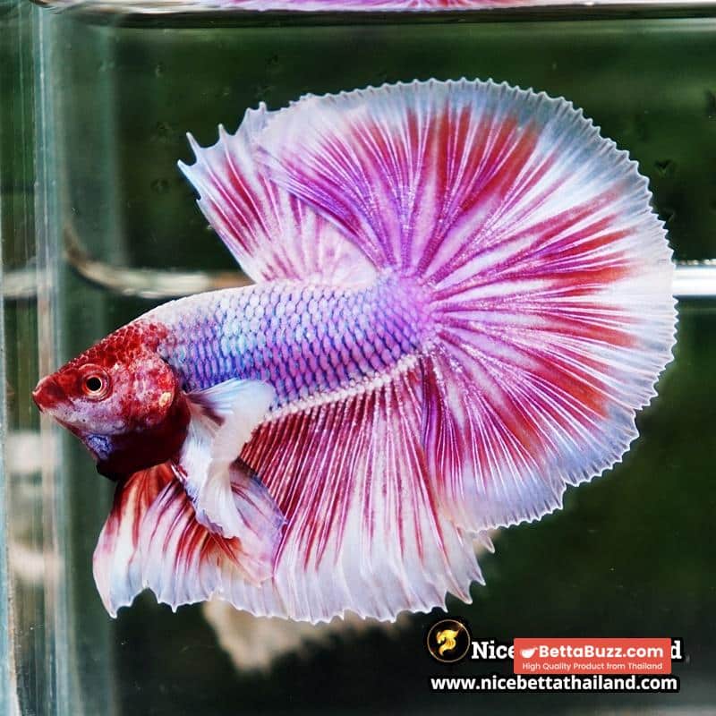 Betta Fish Pink Salamander Dumbo OHM (Comp Grade) - Image 6