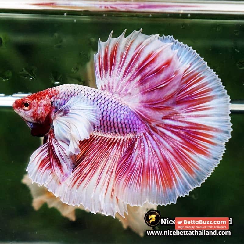 Betta Fish Pink Salamander Dumbo OHM (Comp Grade) - Image 8