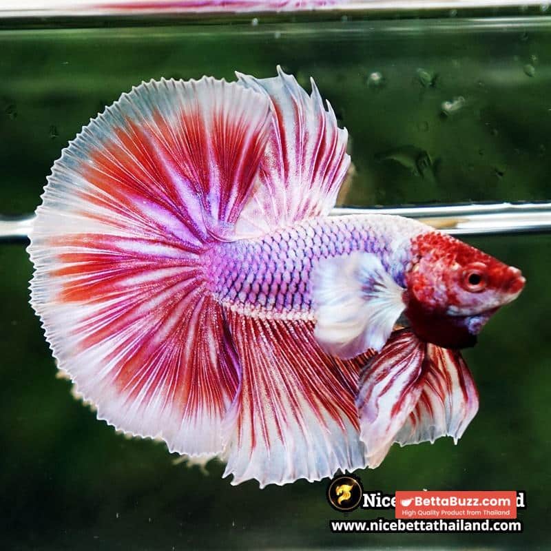 Betta Fish Pink Salamander Dumbo OHM (Comp Grade) - Image 2
