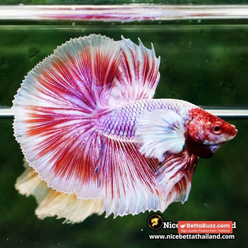 Betta Fish Pink Salamander Dumbo OHM (Comp Grade) - Image 5