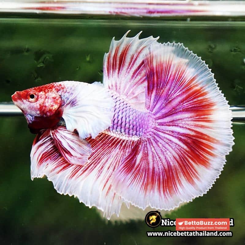 Betta Fish Pink Salamander Dumbo OHM (Comp Grade) - Image 3