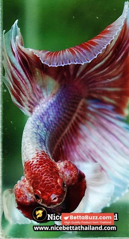 Betta Fish Pink Salamander Dumbo OHM (Comp Grade) - Image 9