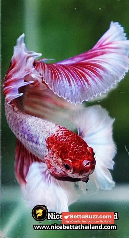 Betta Fish Pink Salamander Dumbo OHM (Comp Grade) - Image 10