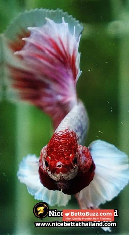 Betta Fish Pink Salamander Dumbo OHM (Comp Grade) - Image 11