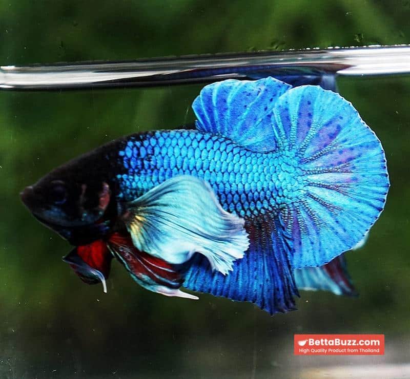 Betta Fish Sapphire Blue Metallic Dumbo (HMPK) - Image 5