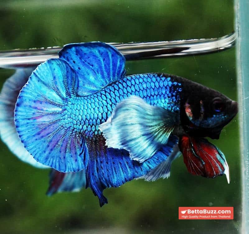 Betta Fish Sapphire Blue Metallic Dumbo (HMPK) - Image 4
