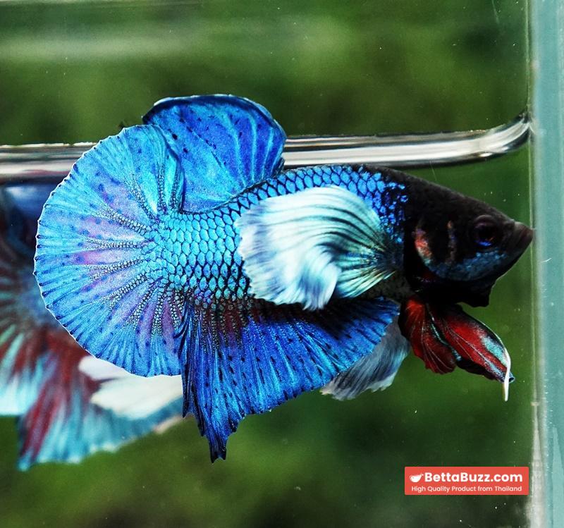 Betta Fish Sapphire Blue Metallic Dumbo (HMPK) - Image 2