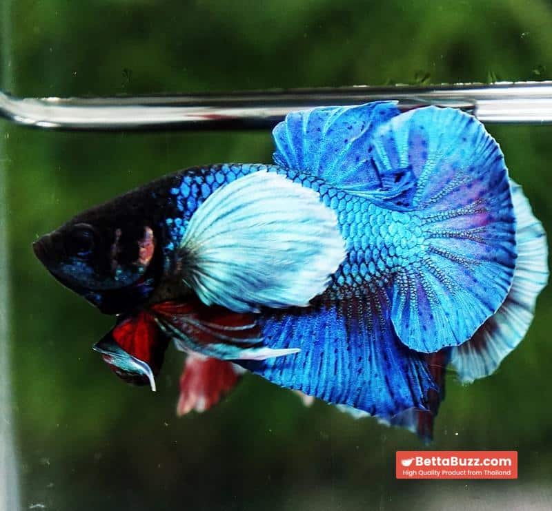 Betta Fish Sapphire Blue Metallic Dumbo (HMPK) - Image 3