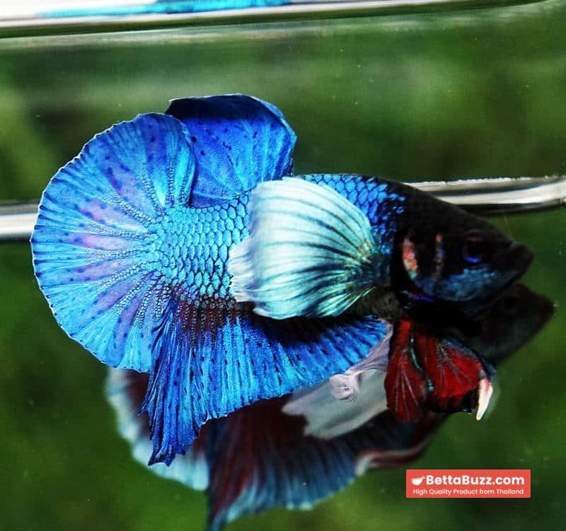 Betta Fish Sapphire Blue Metallic Dumbo (HMPK) - Image 6