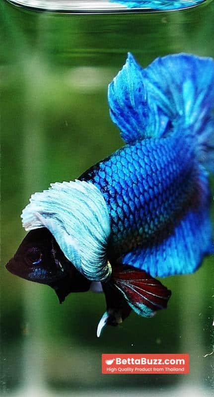Betta Fish Sapphire Blue Metallic Dumbo (HMPK) - Image 7