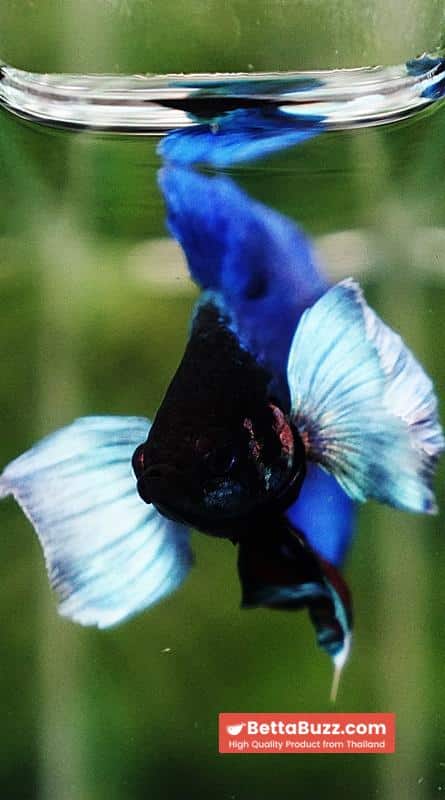 Betta Fish Sapphire Blue Metallic Dumbo (HMPK) - Image 8