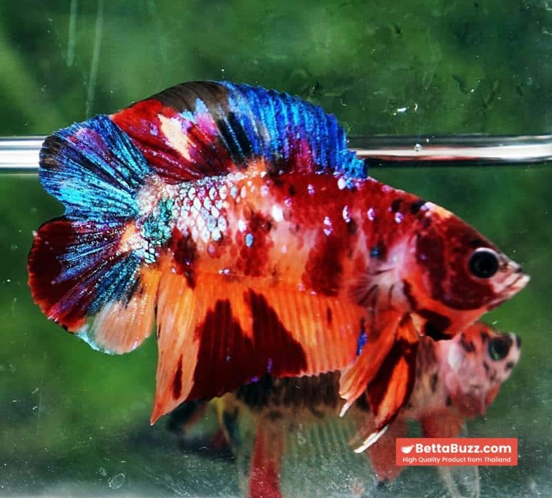 Betta fish Emerald Candy Nemo (DTPK) - Image 4