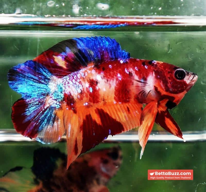 Betta fish Emerald Candy Nemo (DTPK) - Image 2