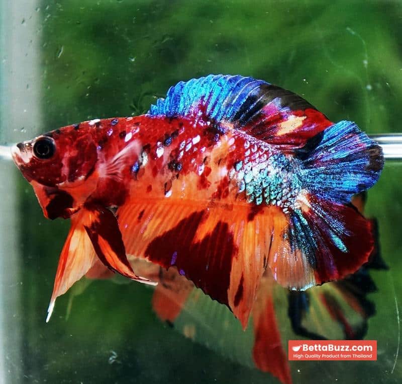 Betta fish Emerald Candy Nemo (DTPK) - Image 5