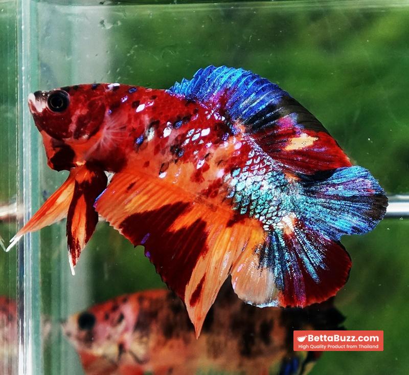 Betta fish Emerald Candy Nemo (DTPK) - Image 3