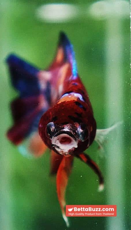 Betta fish Emerald Candy Nemo (DTPK) - Image 7