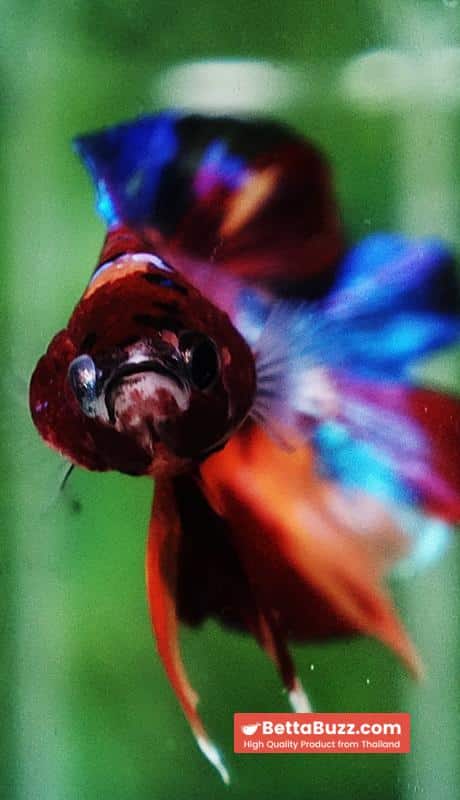 Betta fish Emerald Candy Nemo (DTPK) - Image 8