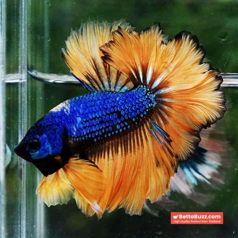 Betta Fish Yellow Blue Macaw Sky Hawk Feather tail OHM - Image 3