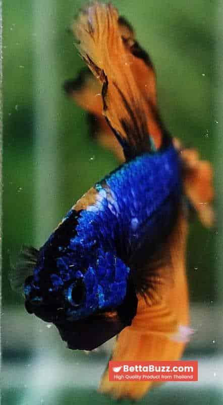 Betta Fish Yellow Blue Macaw Sky Hawk Feather tail OHM - Image 7