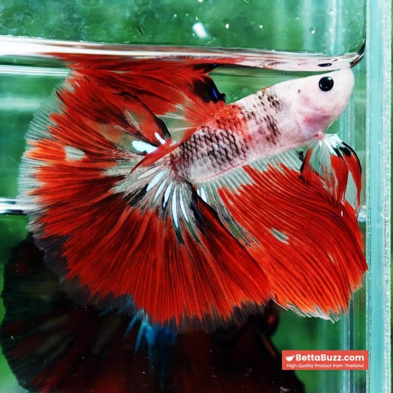 Betta fish Red Kujaku Koi HM - Image 2