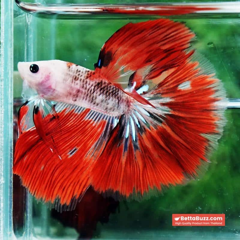 Betta fish Red Kujaku Koi HM - Image 3