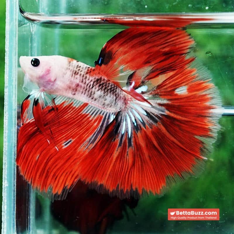 Betta fish Red Kujaku Koi HM - Image 4
