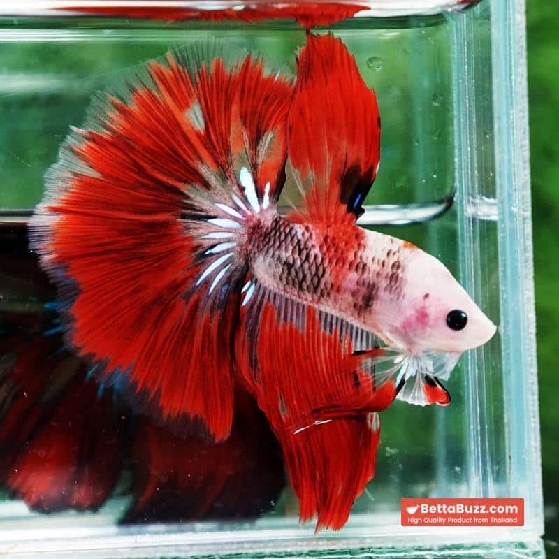 Betta fish Red Kujaku Koi HM - Image 5