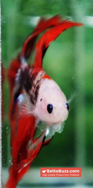 Betta fish Red Kujaku Koi HM - Image 6