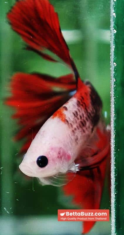 Betta fish Red Kujaku Koi HM - Image 7