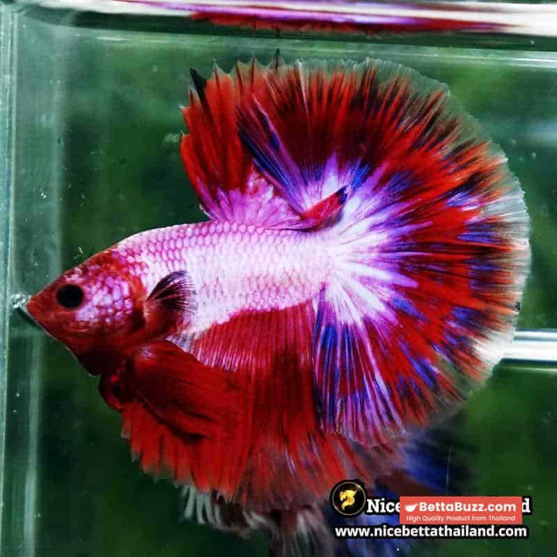 Betta Fish Fancy Magical Sweetie Pony Hawk OHM - Image 6