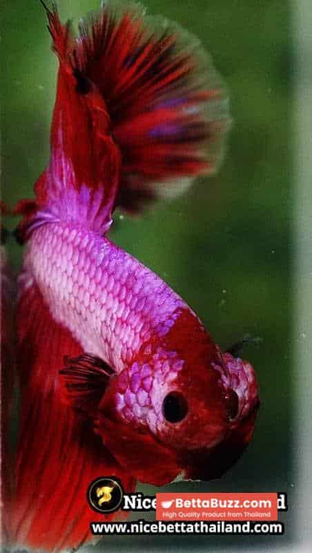 Betta Fish Fancy Magical Sweetie Pony Hawk OHM - Image 7