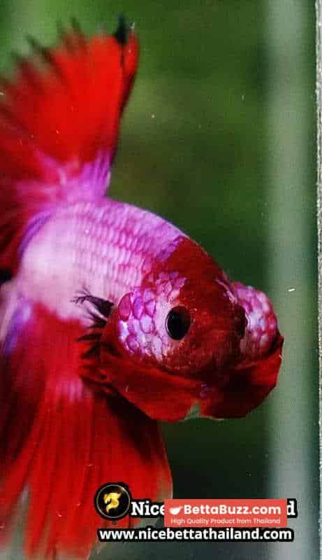 Betta Fish Fancy Magical Sweetie Pony Hawk OHM - Image 8