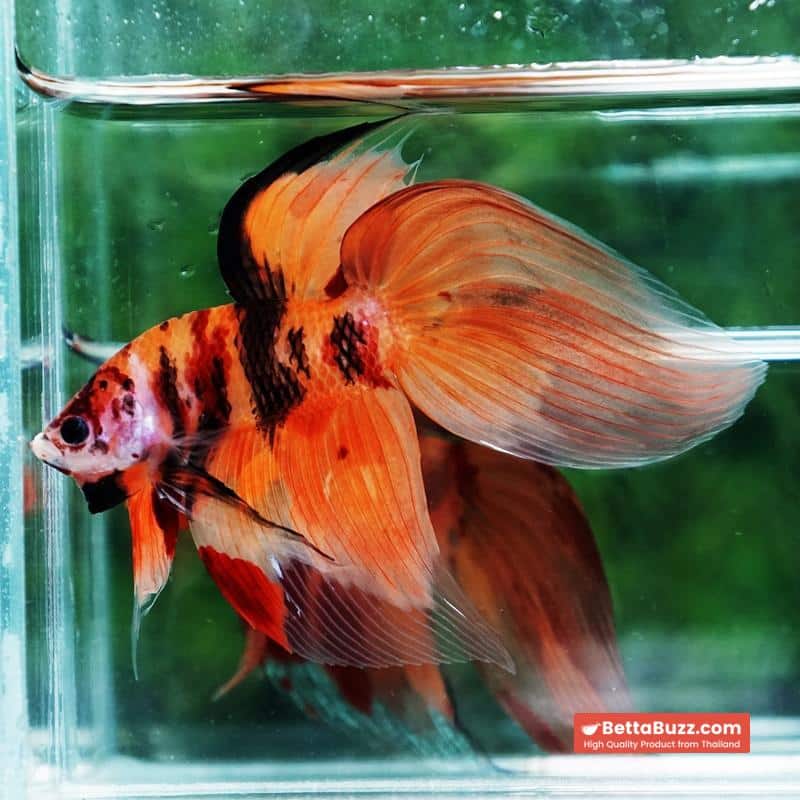 Betta fish Tiger Nemo VT - Image 6