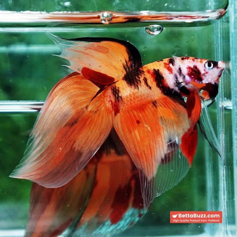 Betta fish Tiger Nemo VT - Image 4